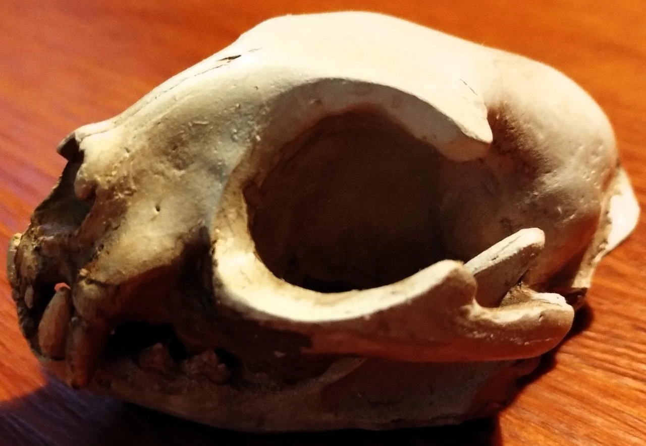 Caveira Gato Decorativa Cranio Skull – photo 2